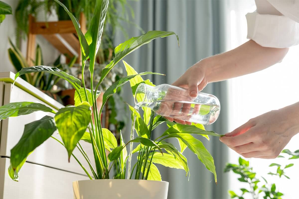 filtered water for plants