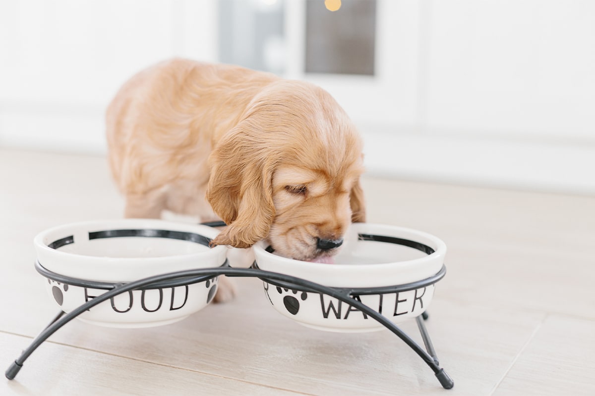 filtered water for pets
